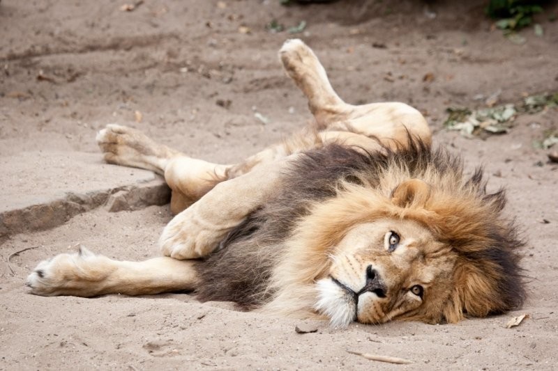 
        20&nbsp;животных, изяществу и&nbsp;грации которых позавидует любая модель    