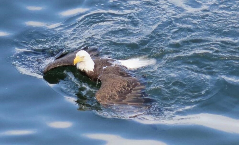 
        Белоголовый орлан: хороший рыболов и&nbsp;пловец    