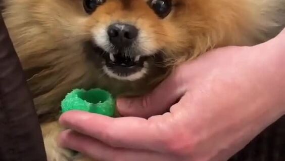 
        Счётчик Шпицгера    