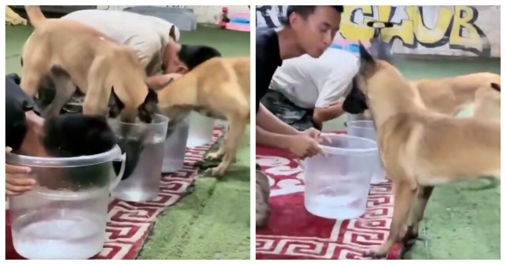 
        Собака поняла, что&nbsp;её&nbsp;хозяин жульничает    