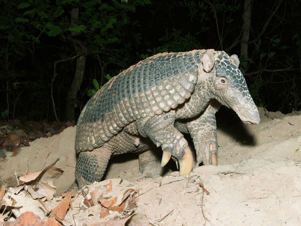 
        Гигантский броненосец: превратил свои лапы в&nbsp;клешни, из-за которых больше не&nbsp;может нормально ходить    