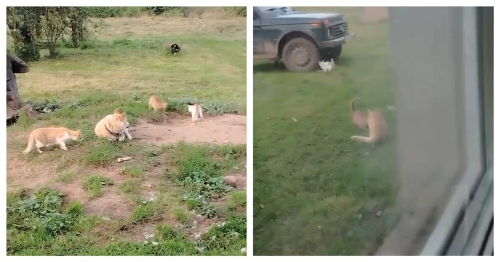 Пушистая банда провернула очередное дело
Пушистая банда провернула очередное дело