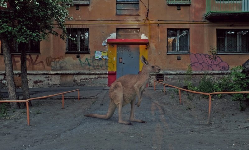 
        Наши в городе: 22 фотографии, доказывающие, что появление животного в городе – это взрыв позитива    