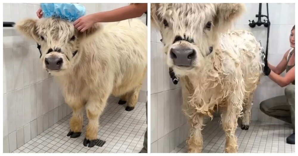 
        Девушка устроила настоящую СПА-процедуру для&nbsp;своей бурёнки    