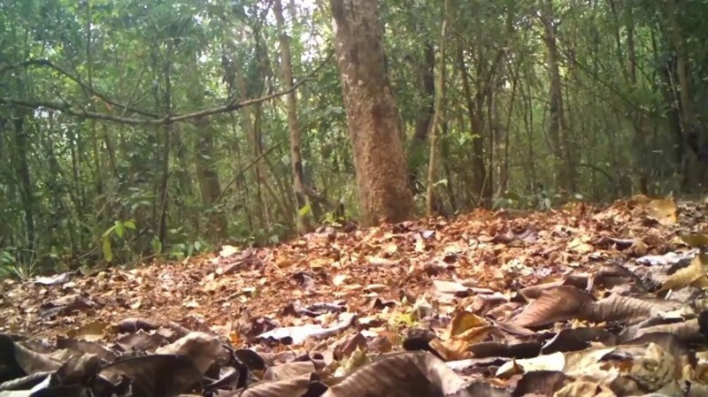 
        Лесная камера сняла тигра с&nbsp;необычным окрасом    