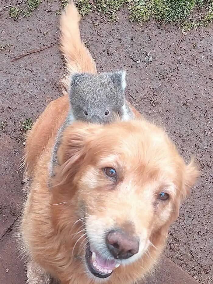 
        Собака прокатила на&nbsp;спине детёныша коалы, упавшего с&nbsp;дерева    