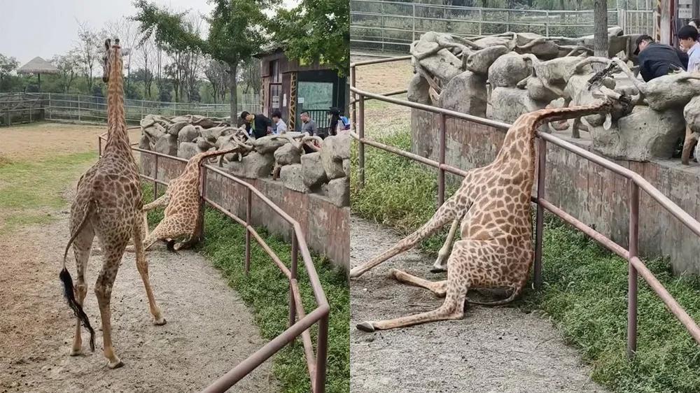 
        Любопытство подвело: жираф застрял, пытаясь заглянуть за&nbsp;ограду    