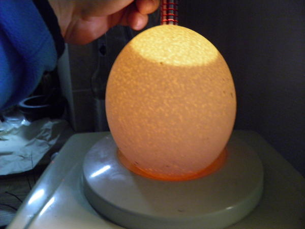 
        Подробное описание развития внутри яйца: интереснейший процесс, который мало кто&nbsp;знает    