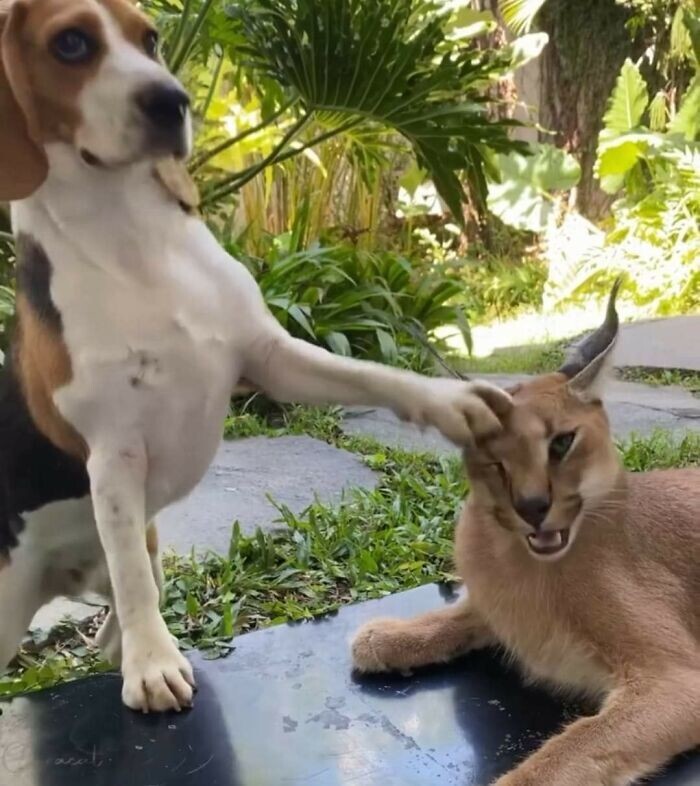 40 снимков прелестных созданий с невероятно мощной аурой позитива
40 снимков прелестных созданий с невероятно мощной аурой позитива