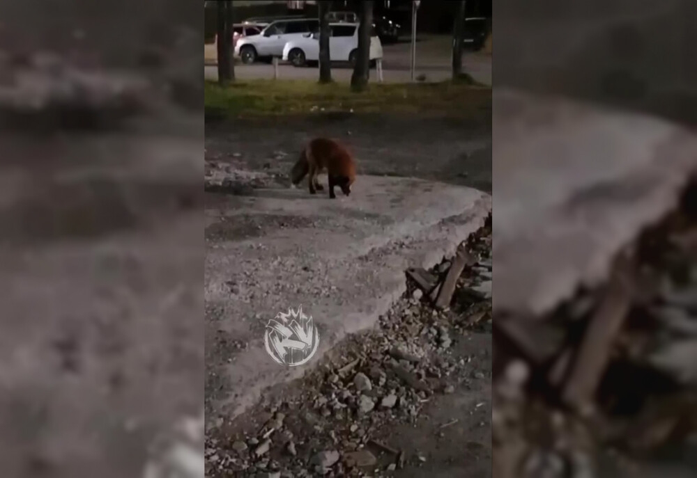 
        Лисица заинтересовалась недокуренной сигаретой    