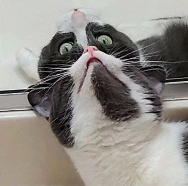 15 фотографий, которые доказывают, что котики и зеркала — это идеальное сочетание
15 фотографий, которые доказывают, что котики и зеркала — это идеальное сочетание