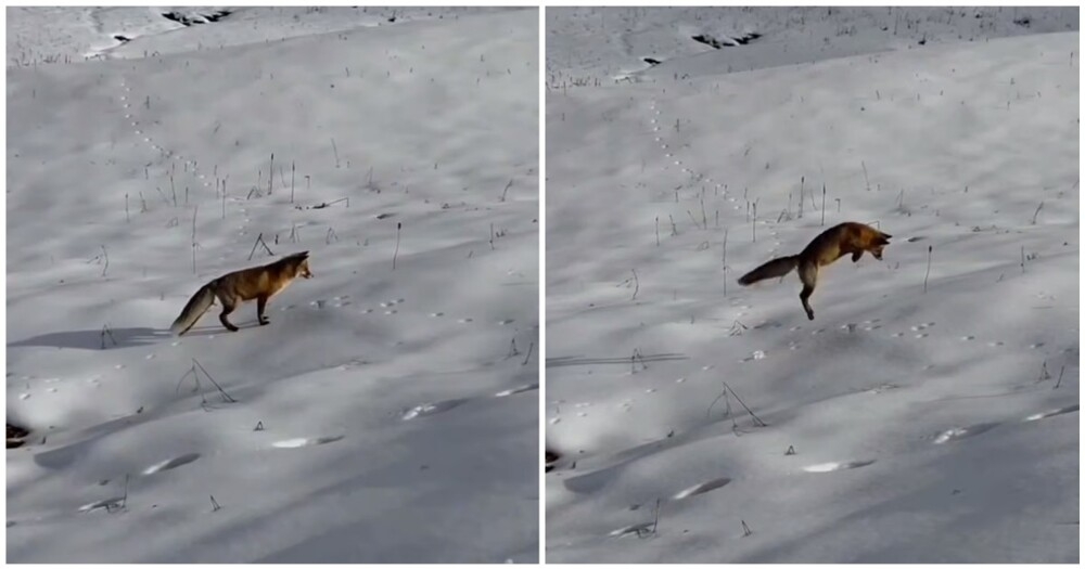 
        Лиса удачно "нырнула"    