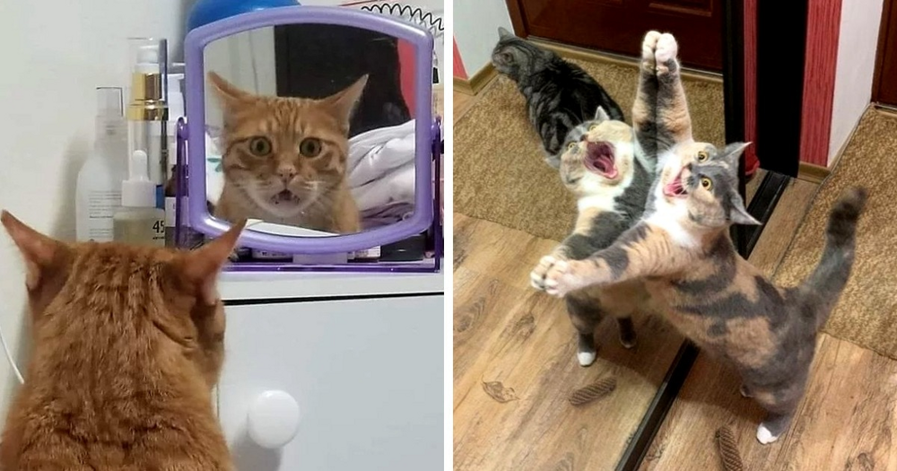 15 фотографий, которые доказывают, что котики и зеркала — это идеальное сочетание
15 фотографий, которые доказывают, что котики и зеркала — это идеальное сочетание