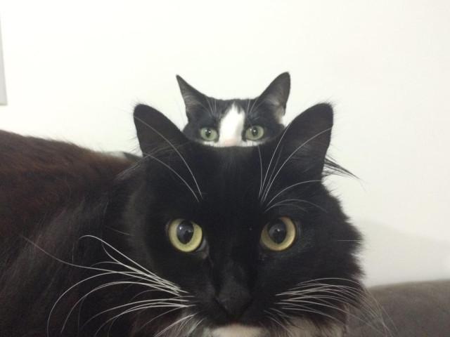 Смешные фотобомбы: пушистая версия Смешные фотобомбы: пушистая версия