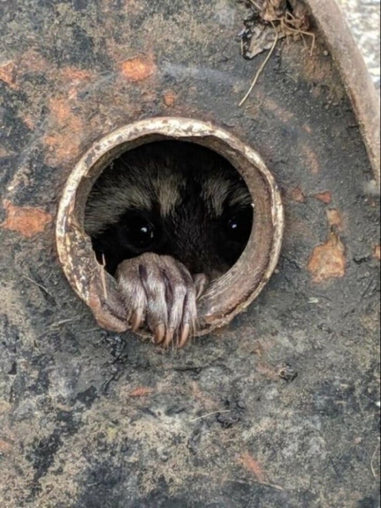 40 снимков прелестных созданий с невероятно мощной аурой позитива
40 снимков прелестных созданий с невероятно мощной аурой позитива