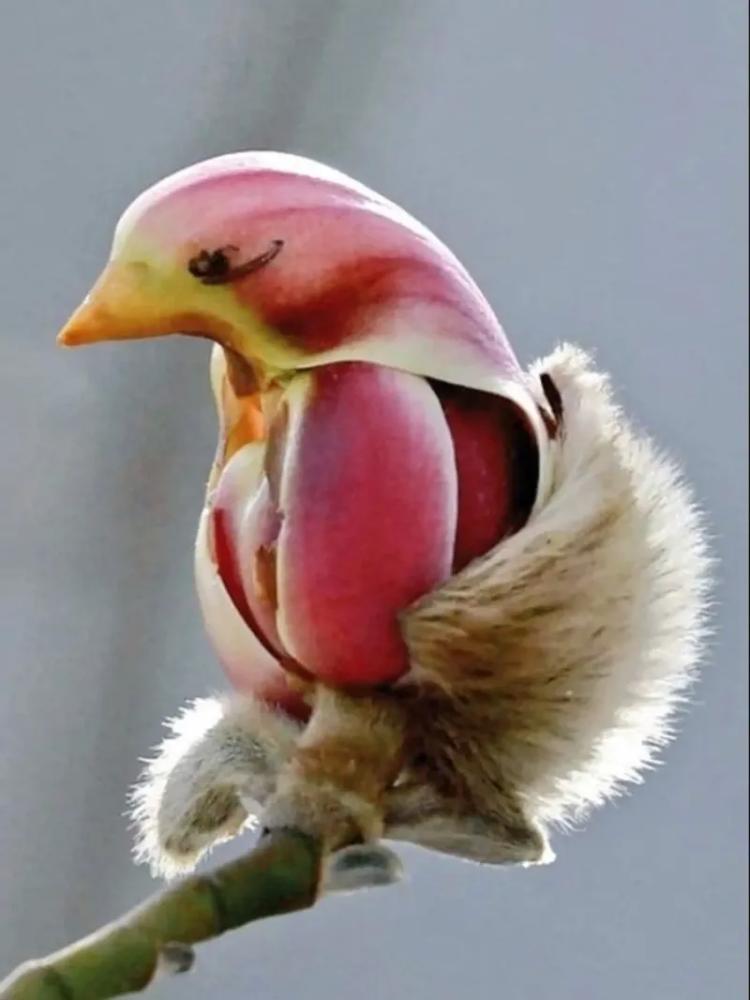 
        20&nbsp;фотографий, демонстрирующих таланты созданий природы в&nbsp;искусстве маскировки    