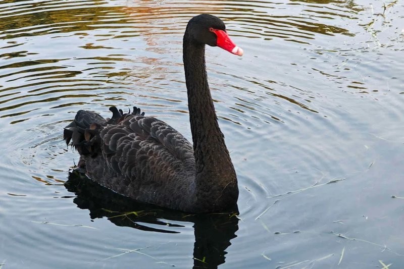 
        В&nbsp;Британии черного лебедя выселили из&nbsp;городского пруда за&nbsp;плохое поведение    