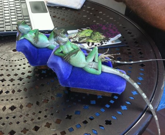 
        20&nbsp;животных, изяществу и&nbsp;грации которых позавидует любая модель    