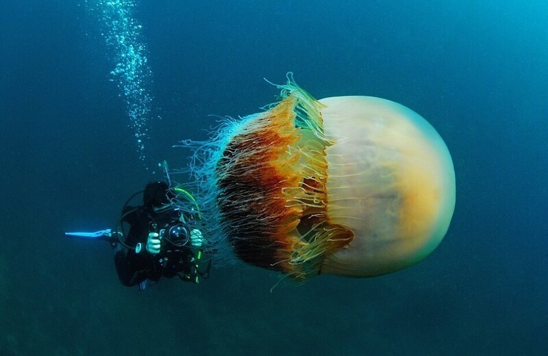 
        15&nbsp;примеров, демонстрирующих мистическую красоту глубоководных жителей    