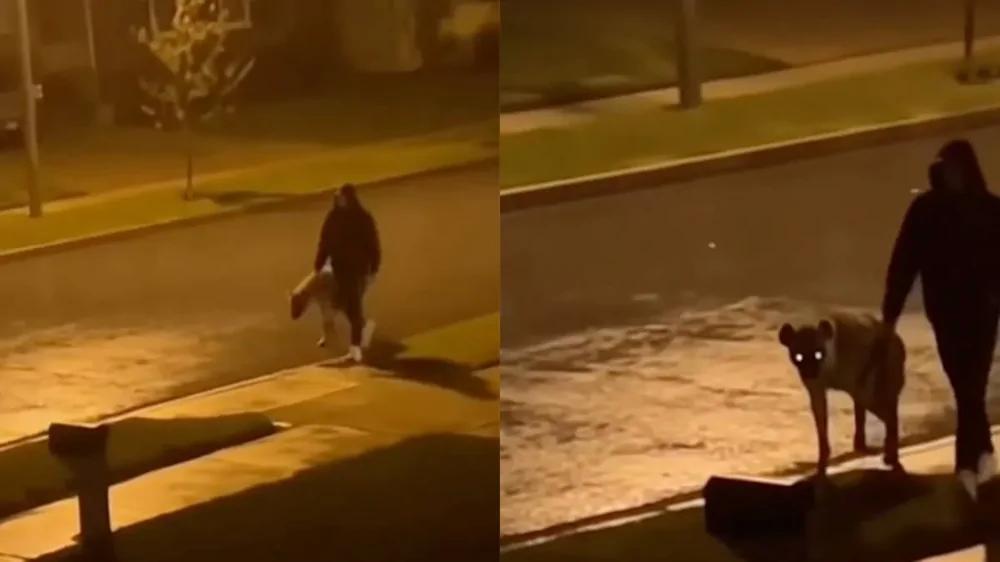 Необычная прогулка: очевидцы приняли собаку за гиену
Необычная прогулка: очевидцы приняли собаку за гиену