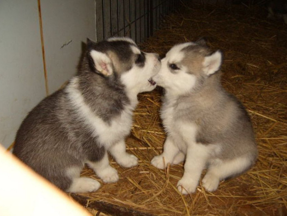 
        Зачем собаки и&nbsp;волки кусают друг друга за&nbsp;морду?    