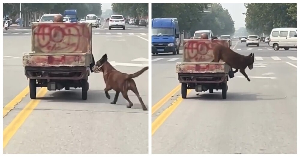 
        Пёс-акробат: постоянно прыгает из&nbsp;прицепа на&nbsp;дорогу и&nbsp;обратно    