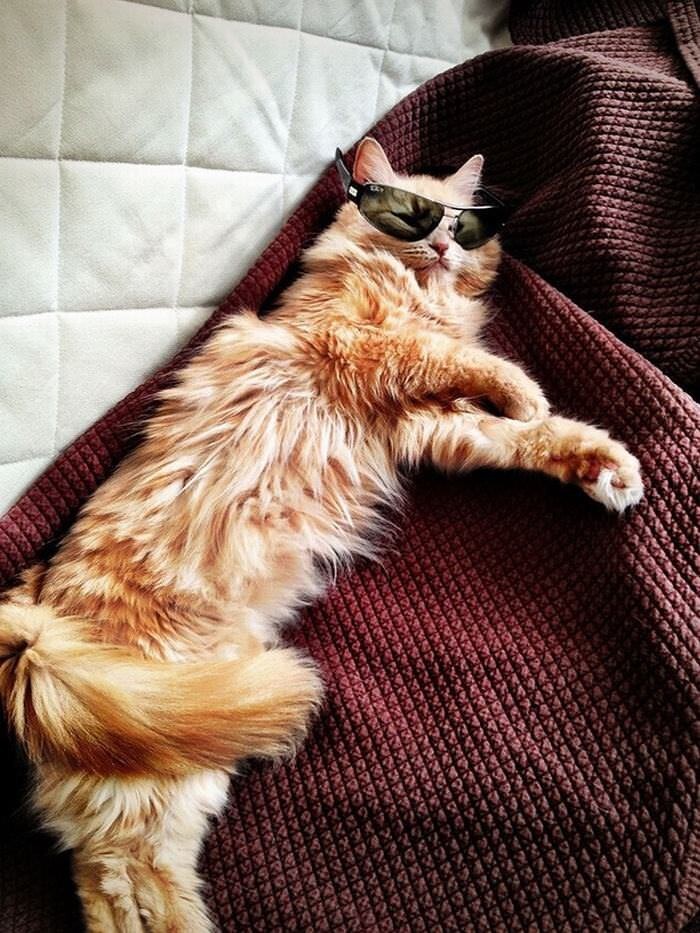 
        20&nbsp;животных, изяществу и&nbsp;грации которых позавидует любая модель    