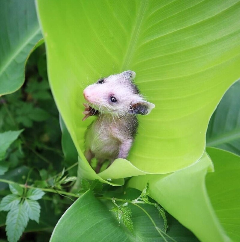 40 снимков прелестных созданий с невероятно мощной аурой позитива
40 снимков прелестных созданий с невероятно мощной аурой позитива