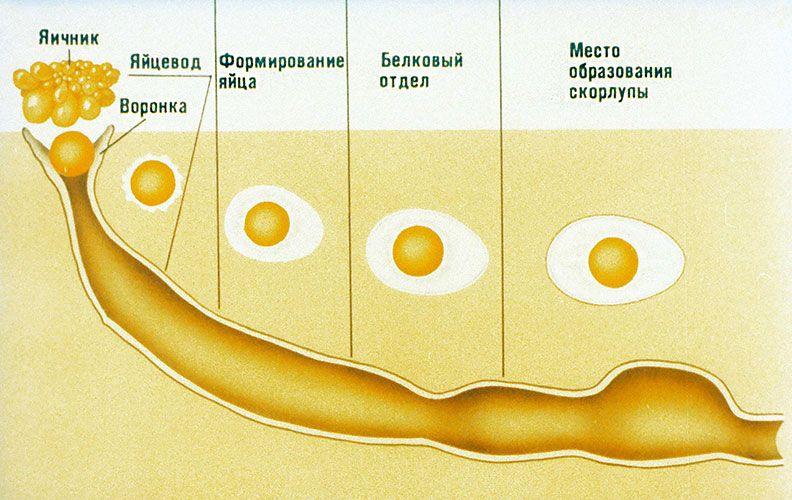 
        Подробное описание развития внутри яйца: интереснейший процесс, который мало кто&nbsp;знает    