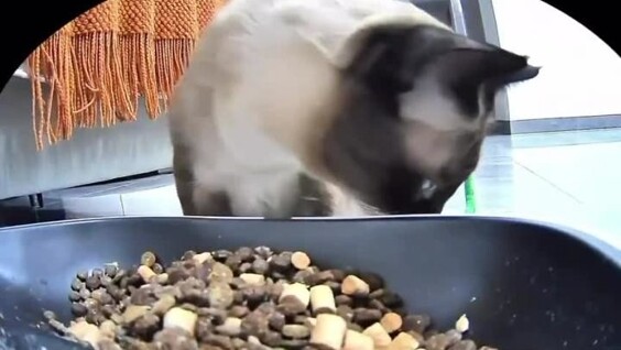 
        Кошка пыталась накормить игрушечную змею    