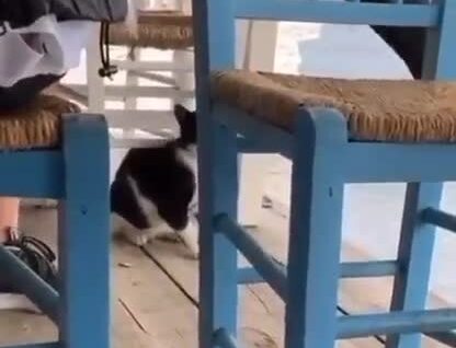 Мужчина пнул кота в море и получил штраф
Мужчина пнул кота в море и получил штраф