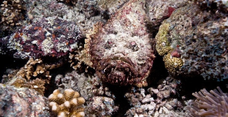 
        20&nbsp;фотографий, демонстрирующих таланты созданий природы в&nbsp;искусстве маскировки    