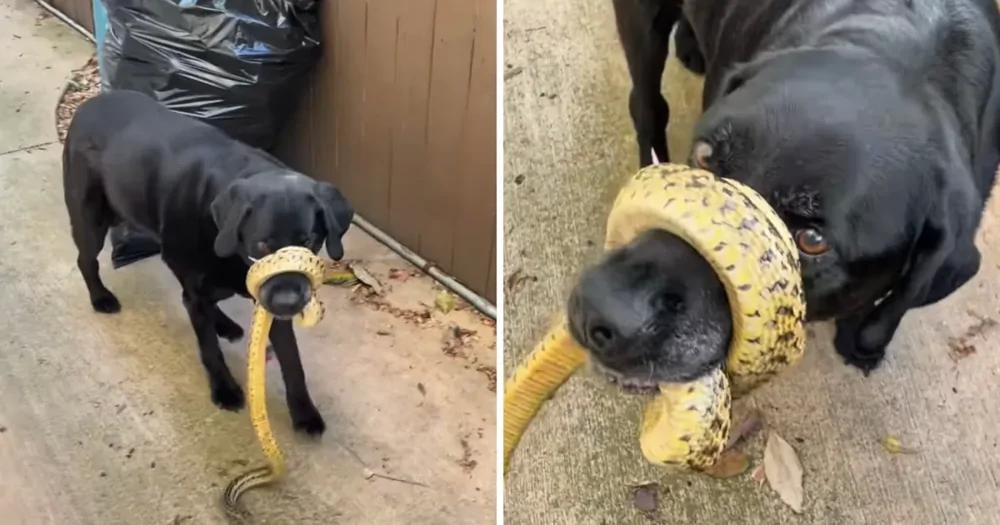 Морда собаки застряла в "объятиях" змеи
Морда собаки застряла в "объятиях" змеи