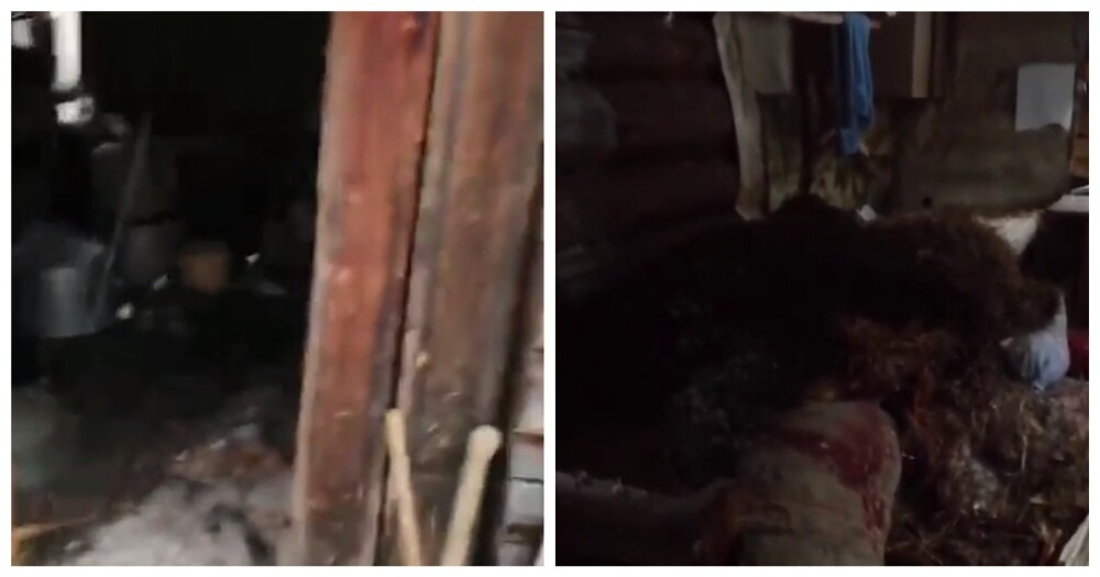 Медведь занял зимовье охотника
Медведь занял зимовье охотника