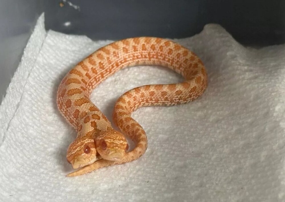 
        В&nbsp;США&nbsp;родился двухголовый свиноносый уж    