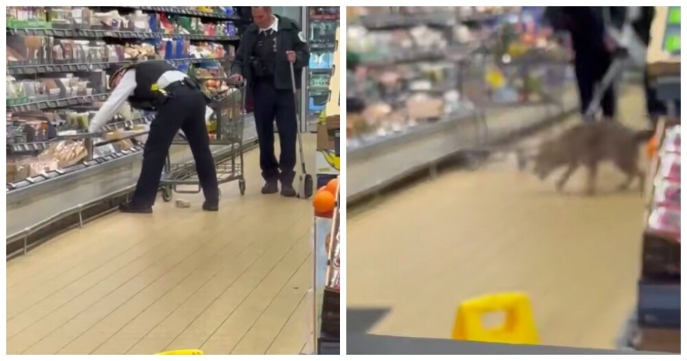 
        Койот спрятался в&nbsp;продуктовом отделе магазина    