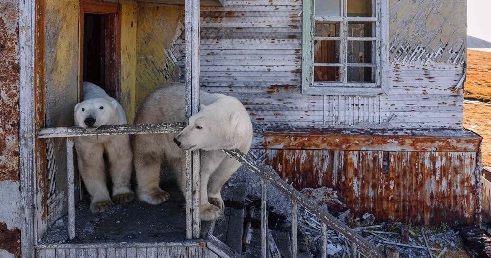 
        Белые медведи поселились на&nbsp;заброшенной советской станции    