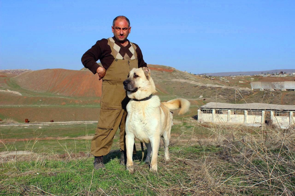 Гампр: армянский терминатор, одна из мощнейших в мире пород собак
Гампр: армянский терминатор, одна из мощнейших в мире пород собак