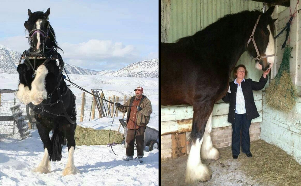 
        Шайр: крупнейшая в&nbsp;мире порода лошадей    