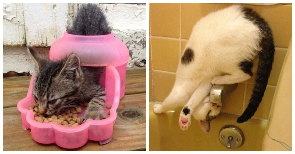 
        20 алогичных решений, которые способны принять только котики    