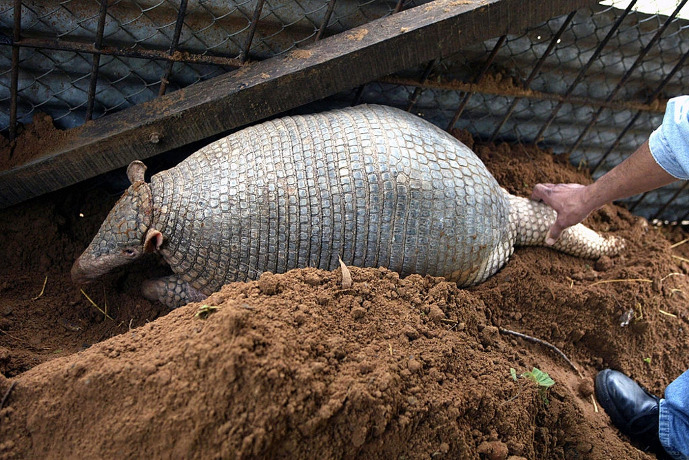 
        Гигантский броненосец: превратил свои лапы в&nbsp;клешни, из-за которых больше не&nbsp;может нормально ходить    