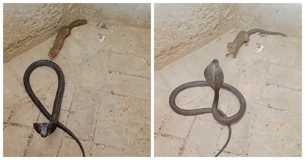 Мангуст против кобры — скорость, рефлексы и иммунитет к яду
Мангуст против кобры — скорость, рефлексы и иммунитет к яду