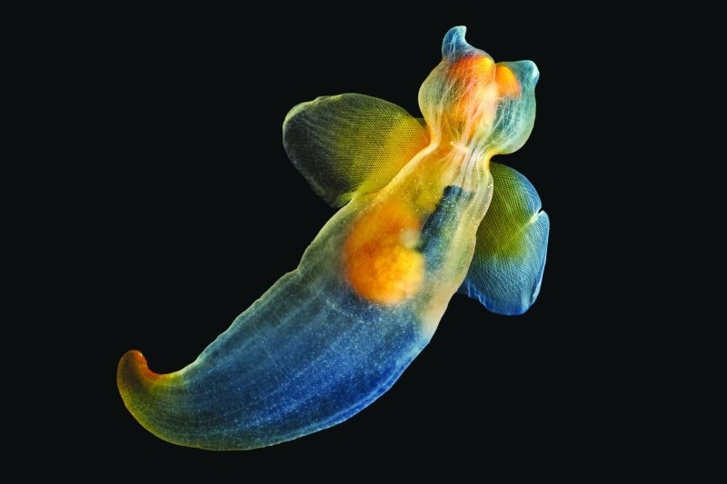 
        15&nbsp;примеров, демонстрирующих мистическую красоту глубоководных жителей    