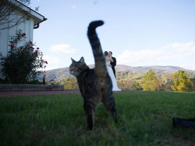 Свадебные фотобомбы: когда идеальные кадры идут не по плану Свадебные фотобомбы: когда идеальные кадры идут не по плану