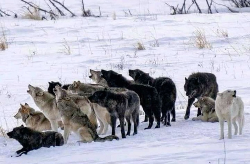 
        Чёрные волки: почему их&nbsp;нет&nbsp;и&nbsp;никогда не&nbsp;будет в&nbsp;России?    