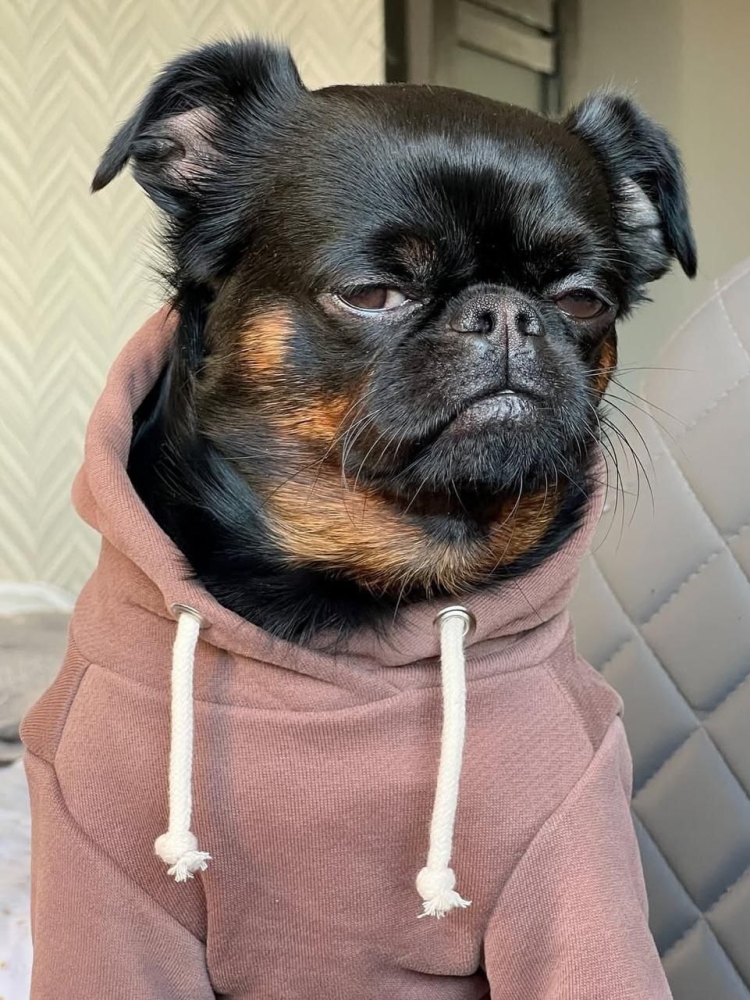 
        Пёс&nbsp;с&nbsp;постоянно хмурой мордочкой    