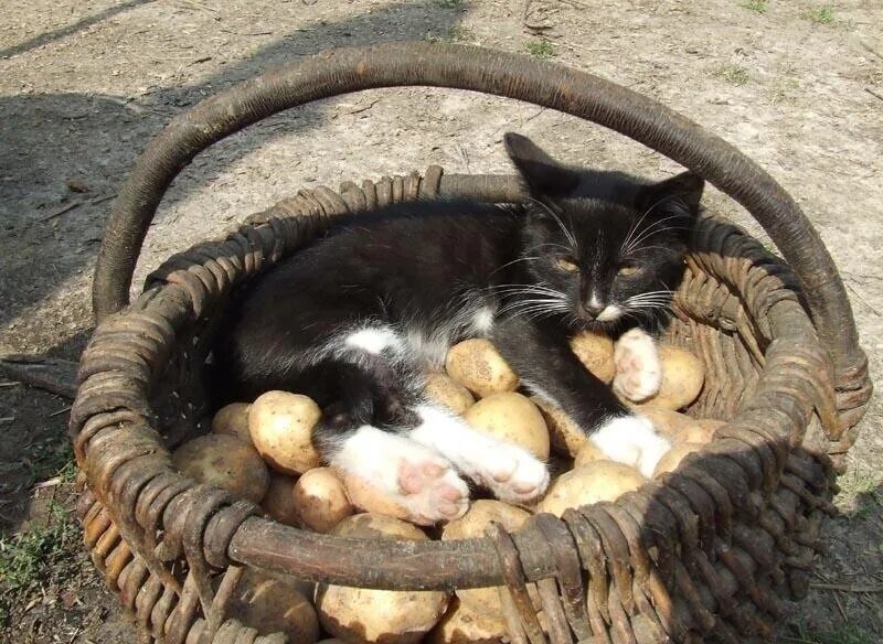 
        Кошка и&nbsp;картошка: 22&nbsp;милых снимка, демонстрирующих единство приятного и&nbsp;полезного    