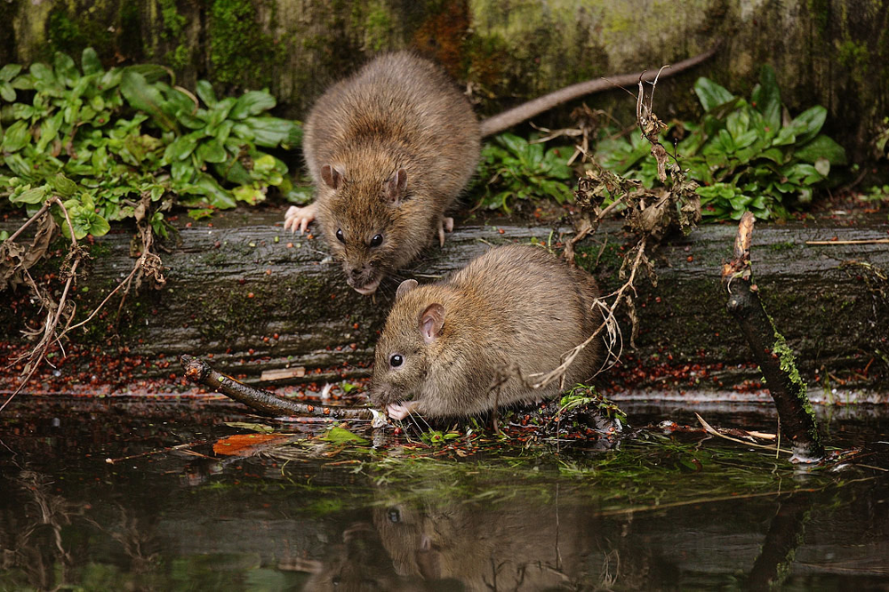
        Невидимая война в&nbsp;подвалах: почему в&nbsp;городах почти нет&nbsp;мышей, а&nbsp;крыс полным-полно?    