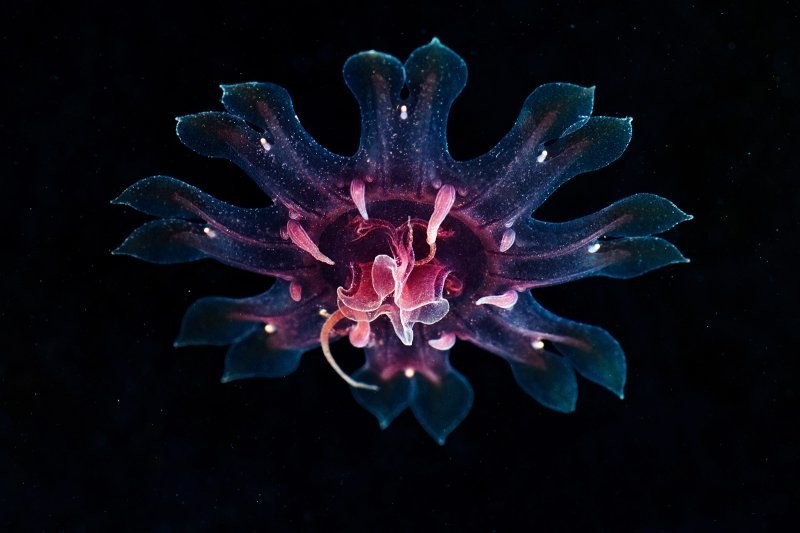 
        15&nbsp;примеров, демонстрирующих мистическую красоту глубоководных жителей    