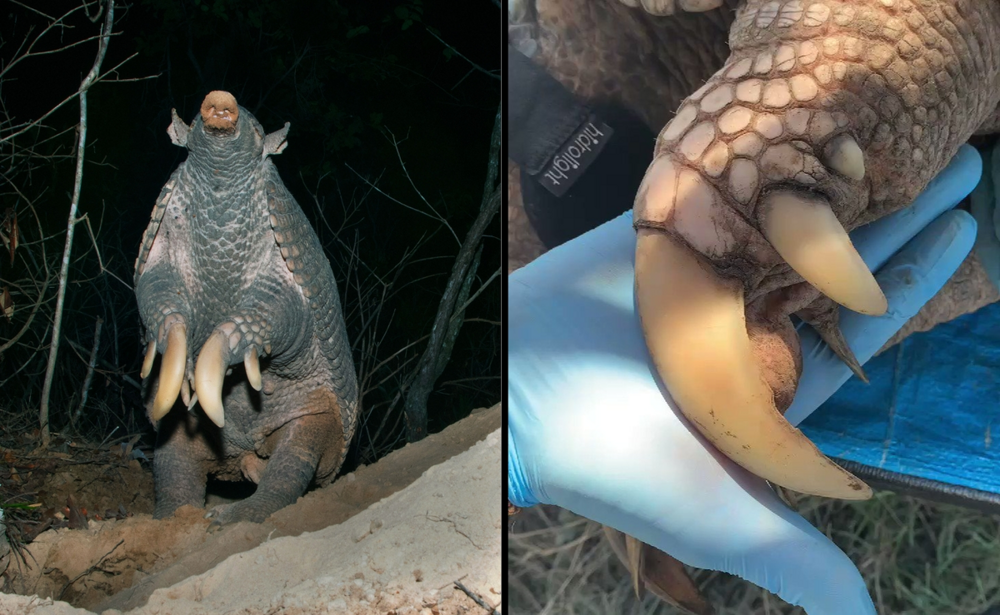 
        Гигантский броненосец: превратил свои лапы в&nbsp;клешни, из-за которых больше не&nbsp;может нормально ходить    